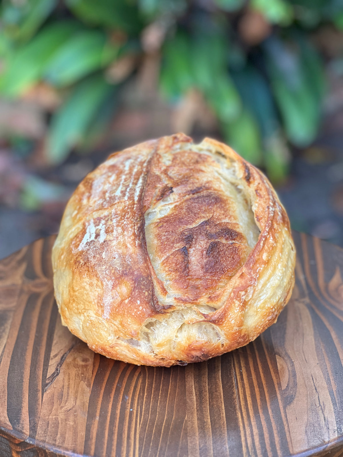 Golden croissant sourdough loaf with a flaky, scored crust on a wooden board